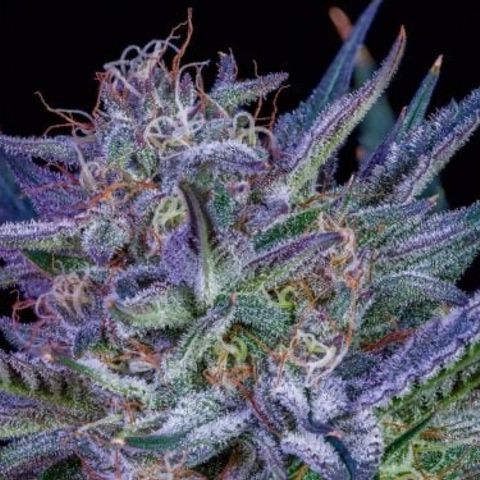 Strawberry Milk & Quookies growlog timeline photo