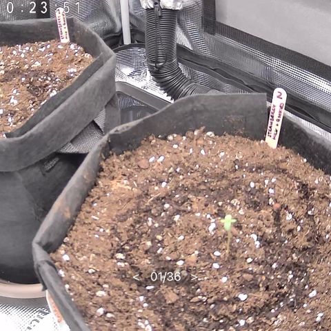 Strawberry Milk & Quookies growlog timeline photo