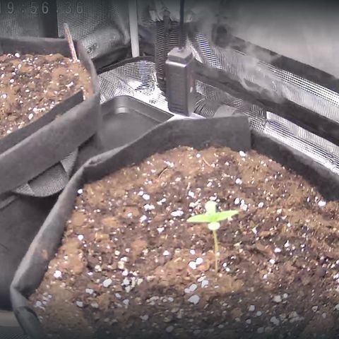 Strawberry Milk & Quookies growlog timeline photo