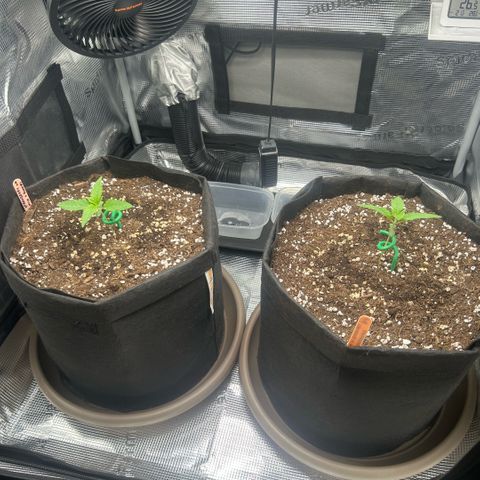 Strawberry Milk & Quookies growlog photo: Day 8