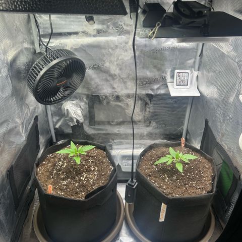 Strawberry Milk & Quookies growlog timeline photo
