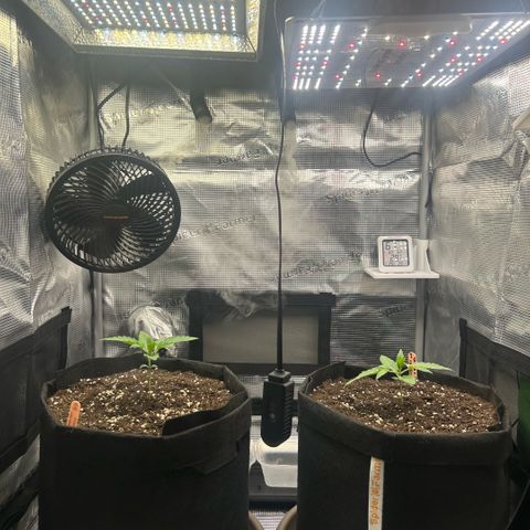 Strawberry Milk & Quookies growlog timeline photo