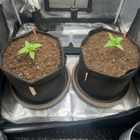 Strawberry Milk & Quookies growlog timeline photo