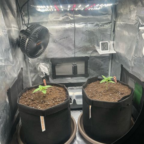 Strawberry Milk & Quookies growlog timeline photo