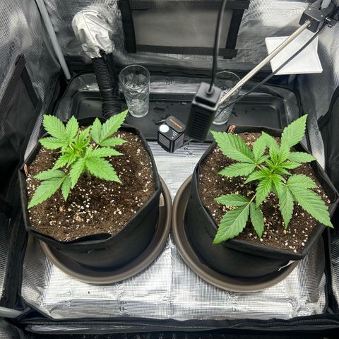 Strawberry Milk & Quookies growlog timeline photo