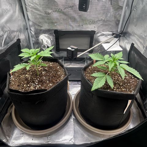 Strawberry Milk & Quookies growlog timeline photo