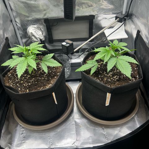 Strawberry Milk & Quookies growlog timeline photo