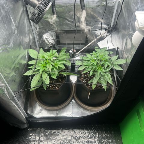 Strawberry Milk & Quookies growlog timeline photo