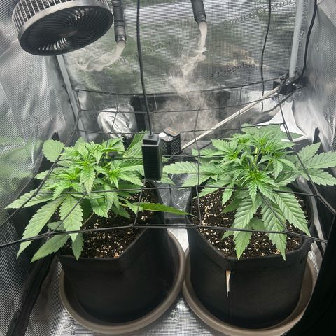Strawberry Milk & Quookies growlog timeline photo