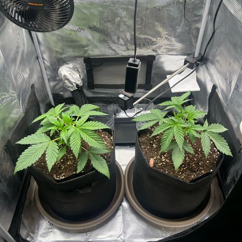 Strawberry Milk & Quookies growlog timeline photo