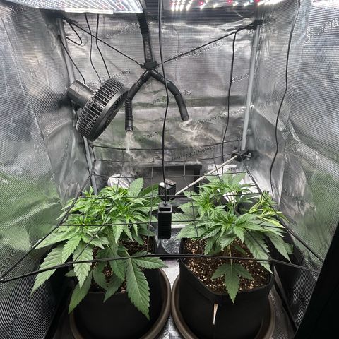 Strawberry Milk & Quookies growlog timeline photo
