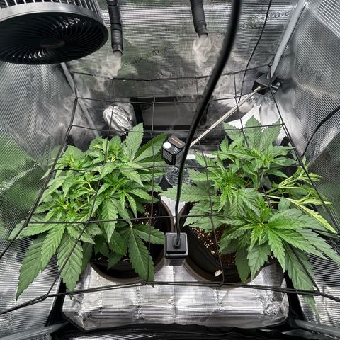 Strawberry Milk & Quookies growlog timeline photo