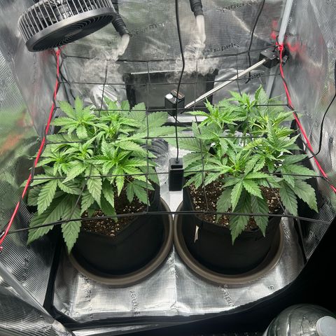 Strawberry Milk & Quookies growlog timeline photo