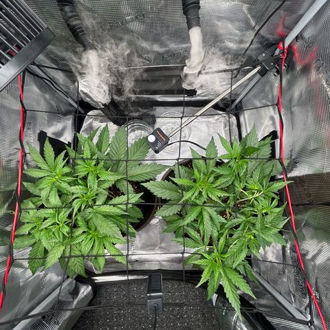 Strawberry Milk & Quookies growlog timeline photo