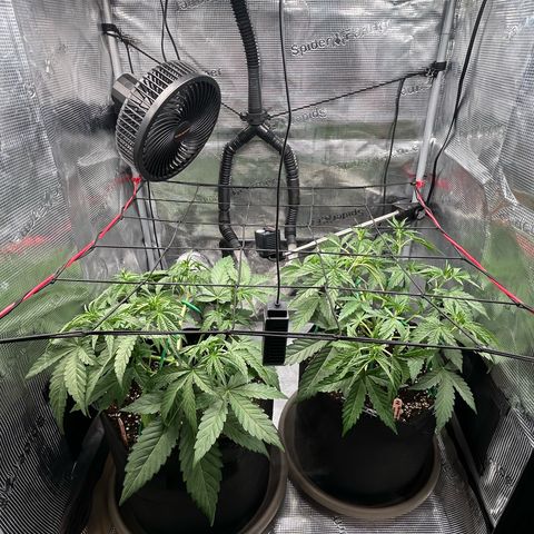 Strawberry Milk & Quookies growlog timeline photo