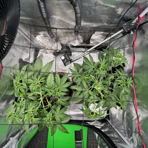 Strawberry Milk & Quookies growlog timeline photo