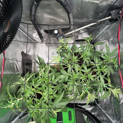 Strawberry Milk & Quookies growlog timeline photo