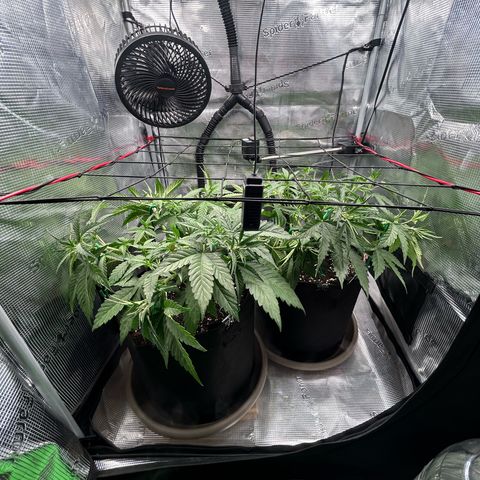 Strawberry Milk & Quookies growlog timeline photo
