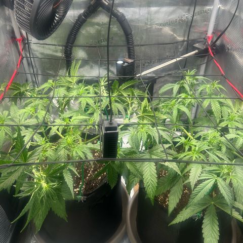 Strawberry Milk & Quookies growlog timeline photo