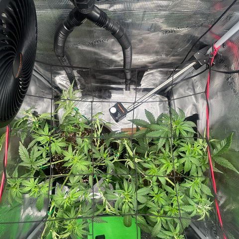 Strawberry Milk & Quookies growlog timeline photo