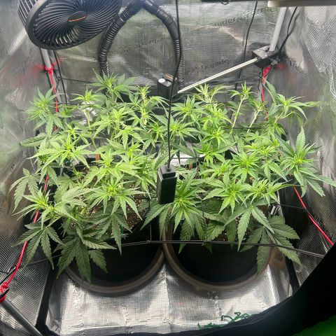 Strawberry Milk & Quookies growlog timeline photo