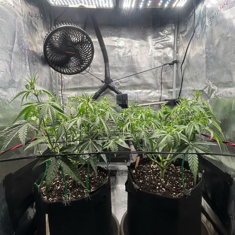 Strawberry Milk & Quookies growlog timeline photo