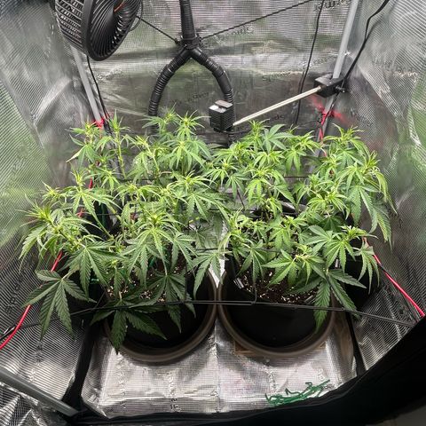 Strawberry Milk & Quookies growlog timeline photo