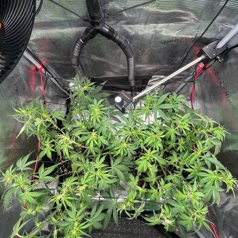 Strawberry Milk & Quookies growlog timeline photo
