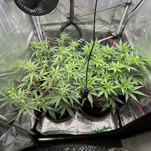 Strawberry Milk & Quookies growlog timeline photo