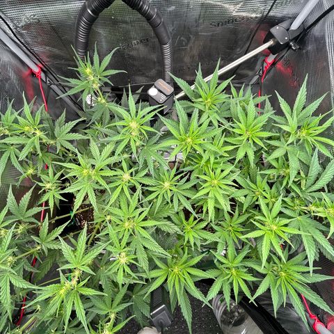 Strawberry Milk & Quookies growlog timeline photo