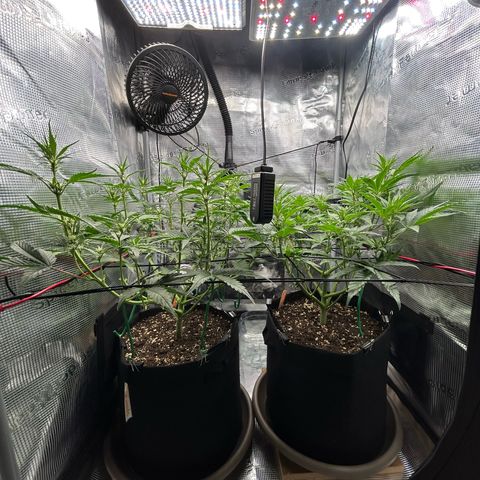 Strawberry Milk & Quookies growlog timeline photo