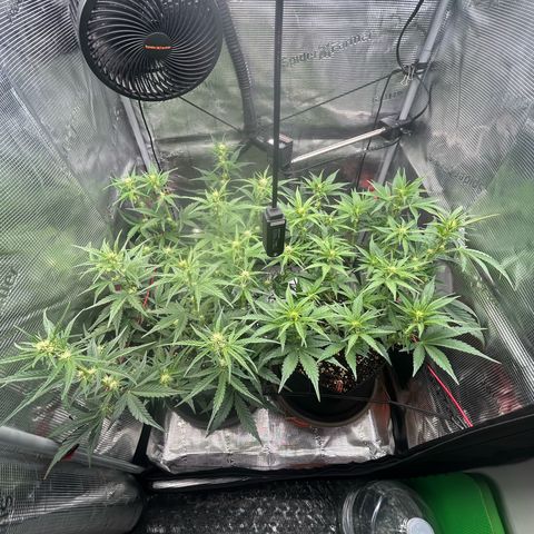 Strawberry Milk & Quookies growlog timeline photo