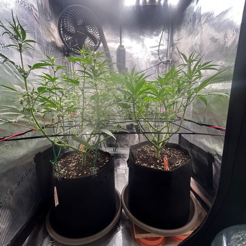 Strawberry Milk & Quookies growlog timeline photo