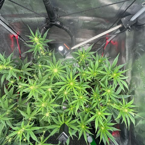 Strawberry Milk & Quookies growlog timeline photo