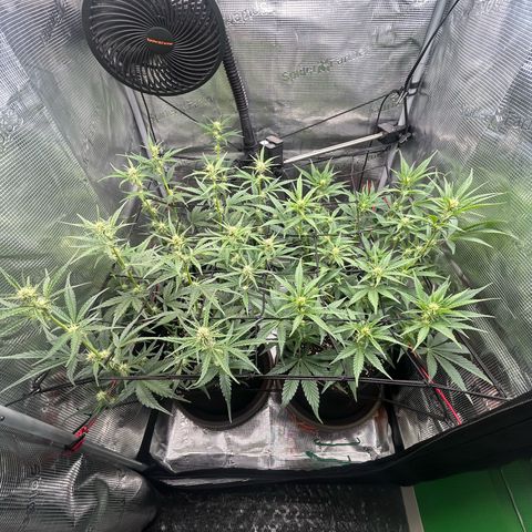 Strawberry Milk & Quookies growlog timeline photo