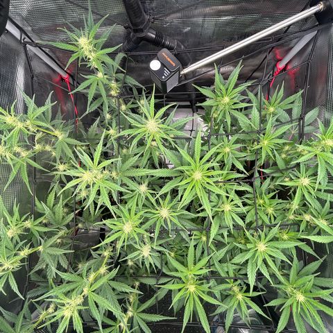 Strawberry Milk & Quookies growlog timeline photo