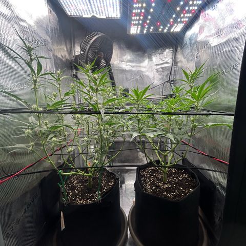 Strawberry Milk & Quookies growlog timeline photo