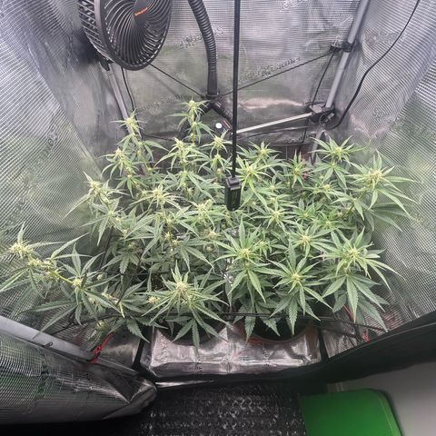 Strawberry Milk & Quookies growlog timeline photo