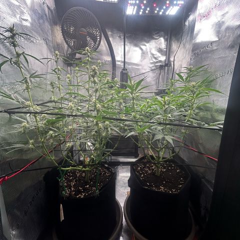 Strawberry Milk & Quookies growlog timeline photo