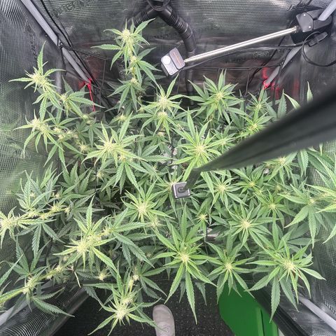 Strawberry Milk & Quookies growlog timeline photo