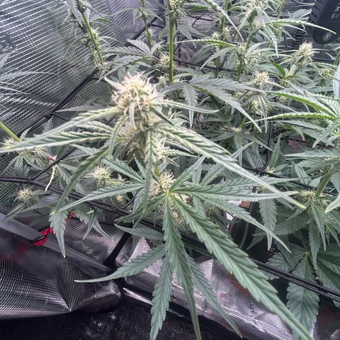 Strawberry Milk & Quookies growlog timeline photo