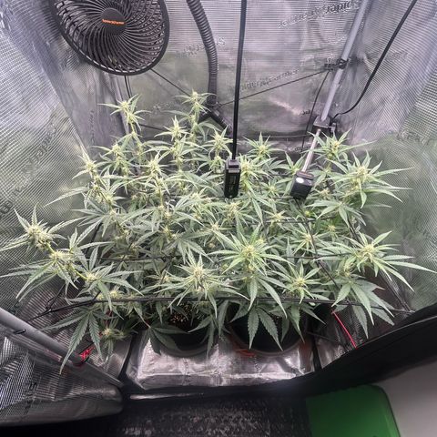 Strawberry Milk & Quookies growlog timeline photo