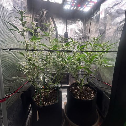Strawberry Milk & Quookies growlog timeline photo