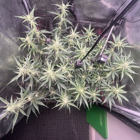 Strawberry Milk & Quookies growlog timeline photo
