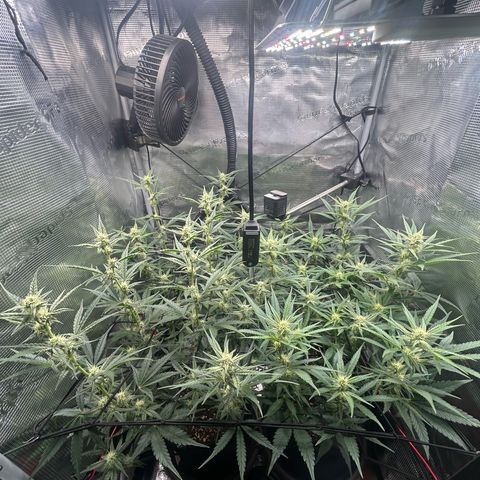 Strawberry Milk & Quookies growlog timeline photo