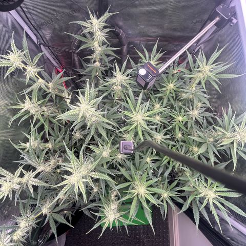Strawberry Milk & Quookies growlog timeline photo