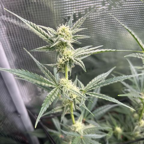 Strawberry Milk & Quookies growlog timeline photo