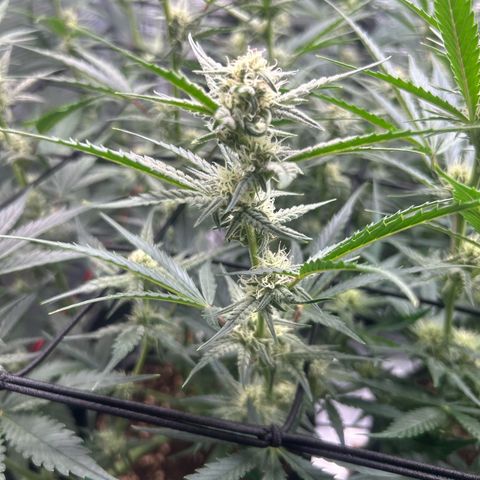 Strawberry Milk & Quookies growlog timeline photo