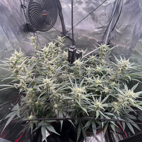Strawberry Milk & Quookies growlog timeline photo
