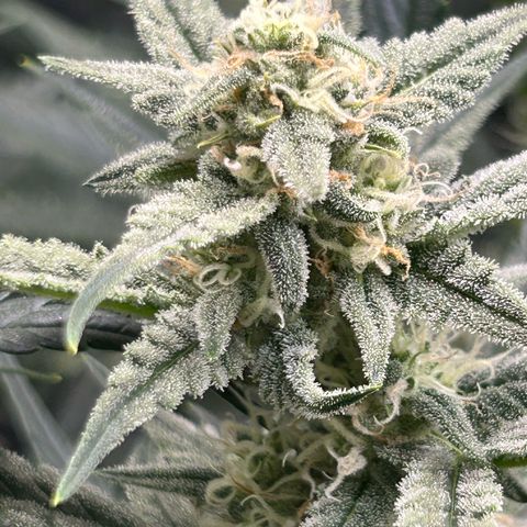 Strawberry Milk & Quookies growlog timeline photo
